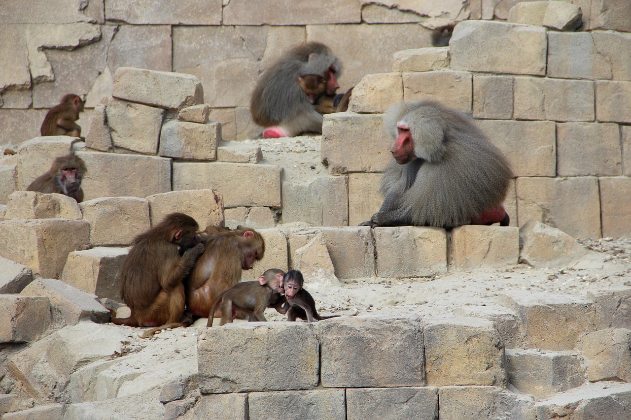 Monkey 3989426 1280