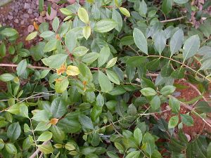 300px Catha Edulis