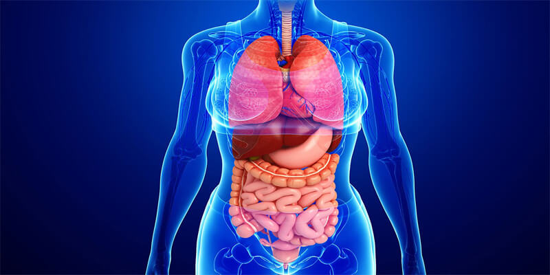 9 Systems Human Body