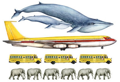Blue Whale