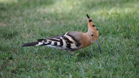 Dream Interpretation Hoopoe 465x262 1