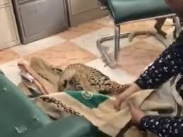 تنزيل 54
