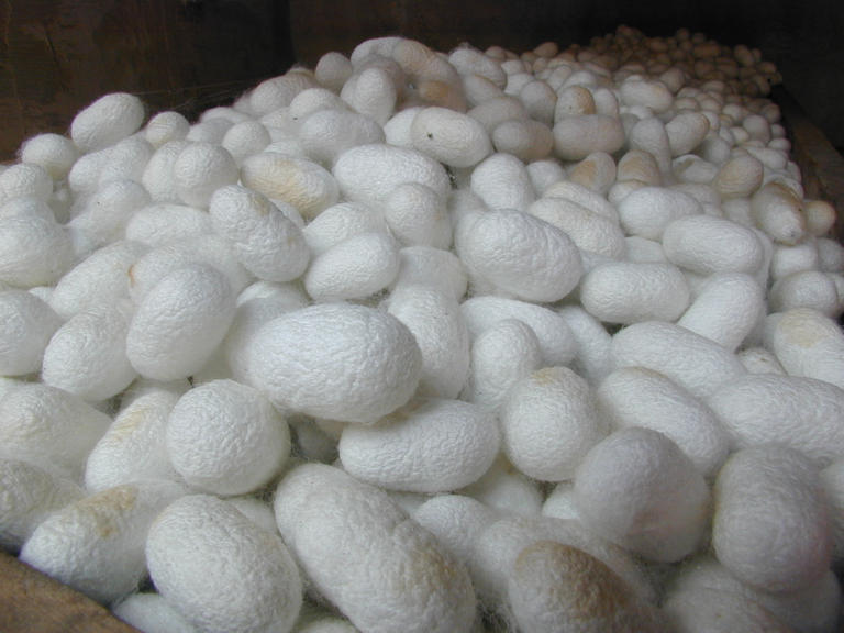 78 111516 Silk Worm Hatches Income Young Businessman 3