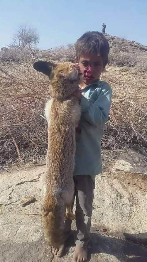 بالصورة.. طفل يمني ينتصر على ثعلب في منطقة "ماهلية" بمأرب 26 12 20 271686729