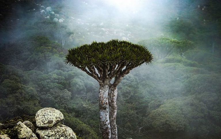 143 134656 Socotra Pearl Yemen Island Bliss Indian Ocean 4