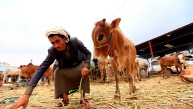 صورة مواطنون يشتكون من أرتفاع سعر اضحية العيد في اليمن