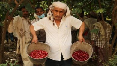 صورة أمل للوصول بالبن اليمني إلى العالمية