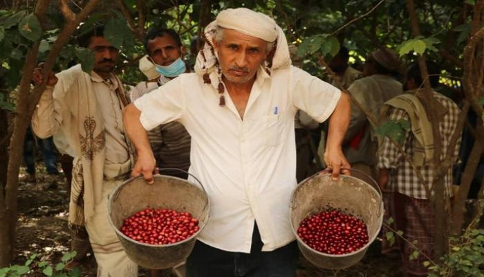 127 210417 Mocha Festival Yemen Coffee Khat 700x400