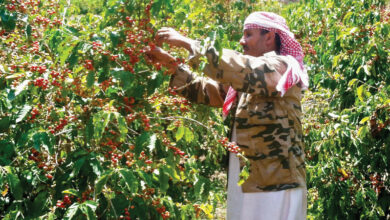 صورة اليمن تحتفي بيوم القهوة العالمي